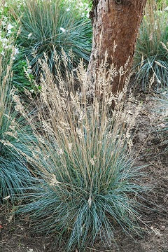 Fétuque bleue 'Elihja blue'