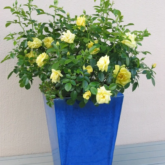 Rosier 'Suneva jaune '