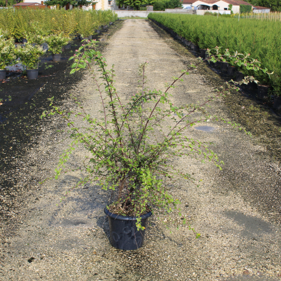 Cotonéaster de Franchet ou Cotonéastre de Franchet