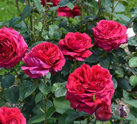 Rosier 'La rose des 4 vents '