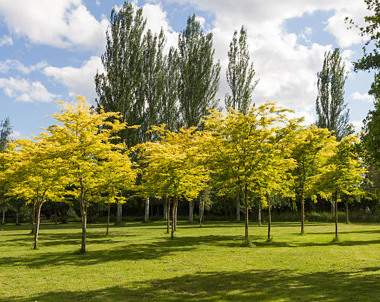 Robinier faux-acacia 'Frisia'