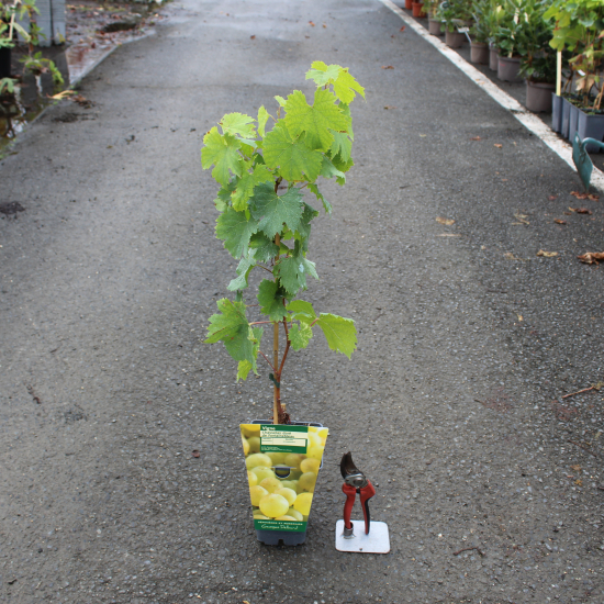 Vigne 'De table chasselas fontainebleau'