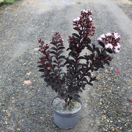 Lilas des indes 'Blush'