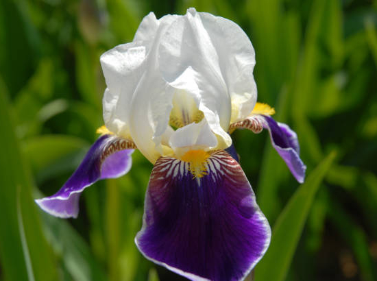 Iris d'allemagne 'Wabash violet'
