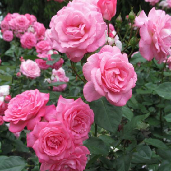 Rosier 'Line renaud  '