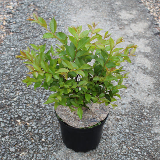 Lilas des indes 'Muskogee'