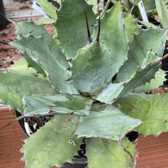 Agave  'Vereschaffeltii'