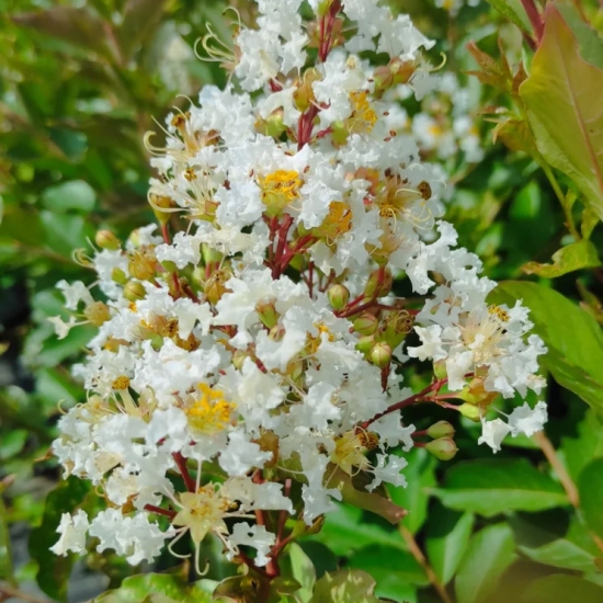 Lilas des indes 'Natchez'