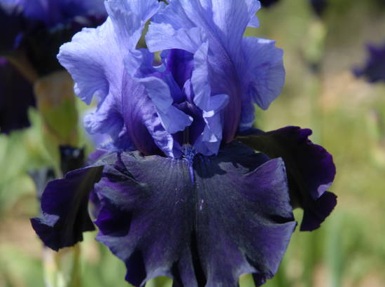 Iris d'allemagne 'Before the storm bleu'