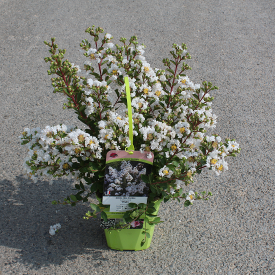 Lilas des indes 'Virgin'