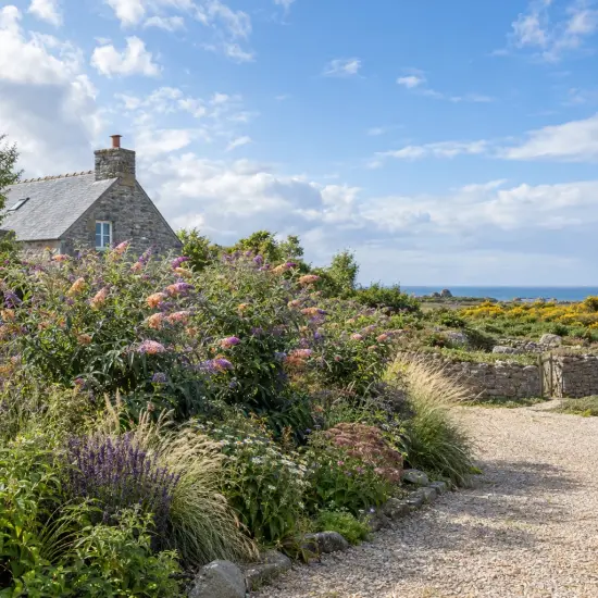 Arbre aux papillons 'Bicolore' (Buddleia × weyeriana) — massif fleuri près d’une maison en pierre
