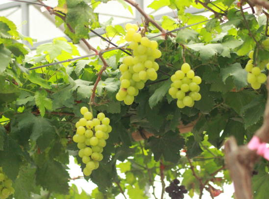 Vigne 'De table centenial seedless'