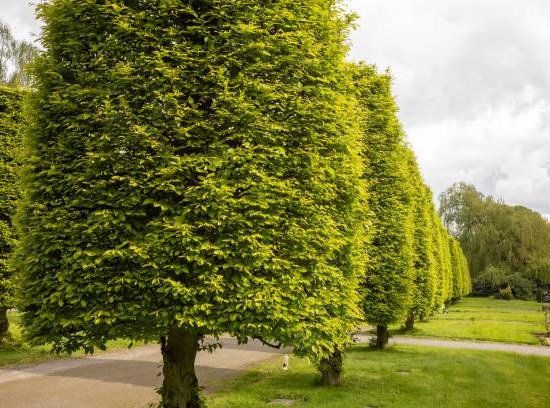 Charme commun 'Fastigiata'