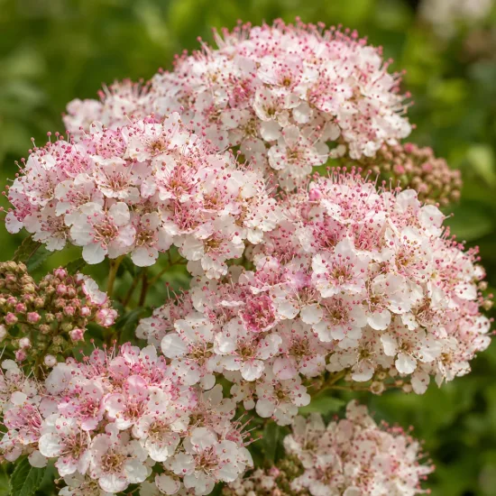 Spirée du japon 'Shirobana' (Spiraea japonica) — ombelles de petites fleurs blanches rosées · Photo d'illustration