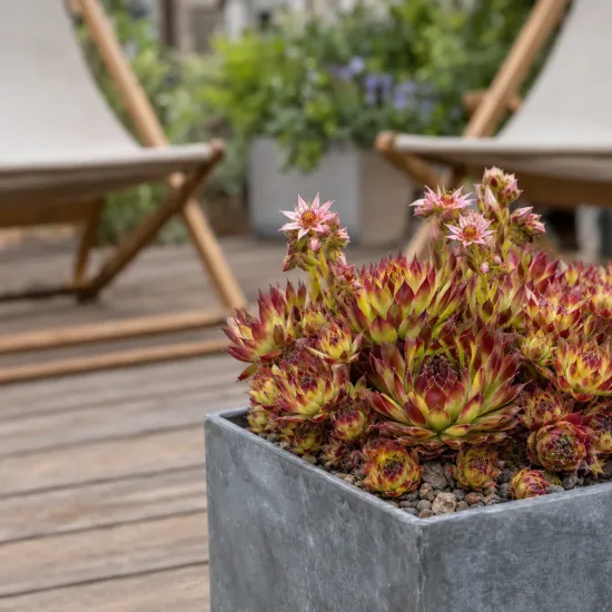 Joubarbe jaune orangé 'Gold rush' (Sempervivum) — succulente en rosettes bicolores sur terrasse bois · Photo d'illustration