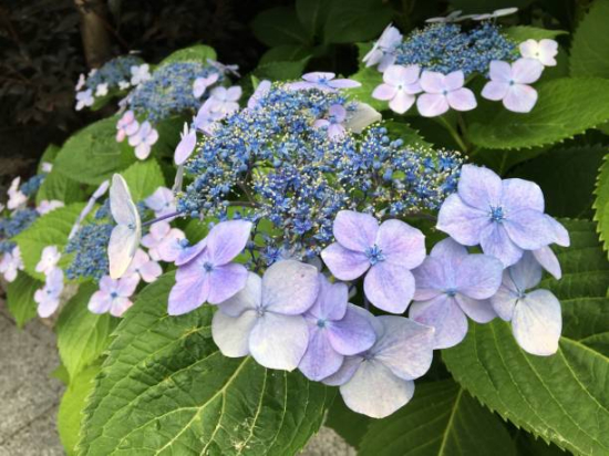 Hortensia 'Dolce gipsy bleu'