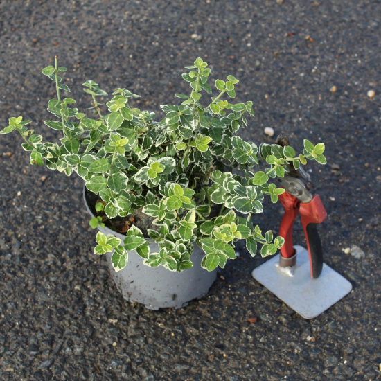 Fusain de fortune 'Emerald gaiety'