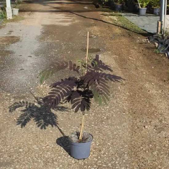 Arbre à soie Summer chocolate (Albizia) — jeune plant à feuillage sombre en pot · Pot 3L