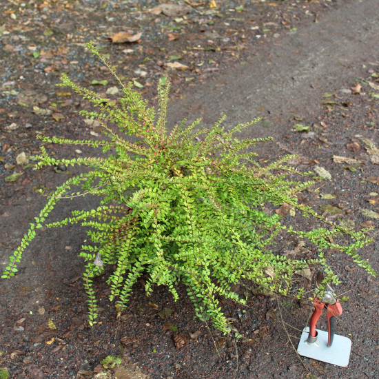 Chèvrefeuille arbustif