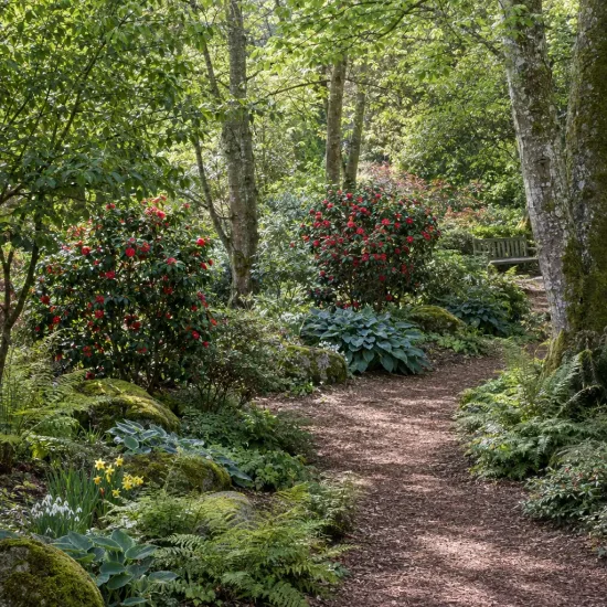 Camélia du japon 'Tom knudsen rouge vif' (Camellia japonica) — arbustes fleuris rouges le long d'un sentier forestier · Photo d'illustration