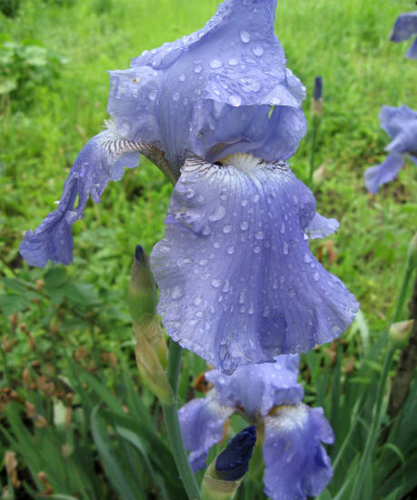 Iris 'Bel azur bleu'