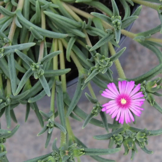 Pourpier vivace 'Violet wonder'