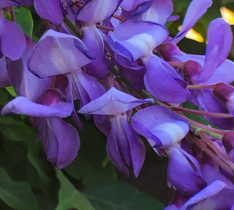 Sauge de Gregg 'mirage' violette
