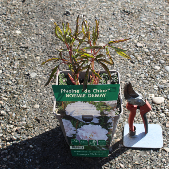 Pivoine 'Noemie demay blanc