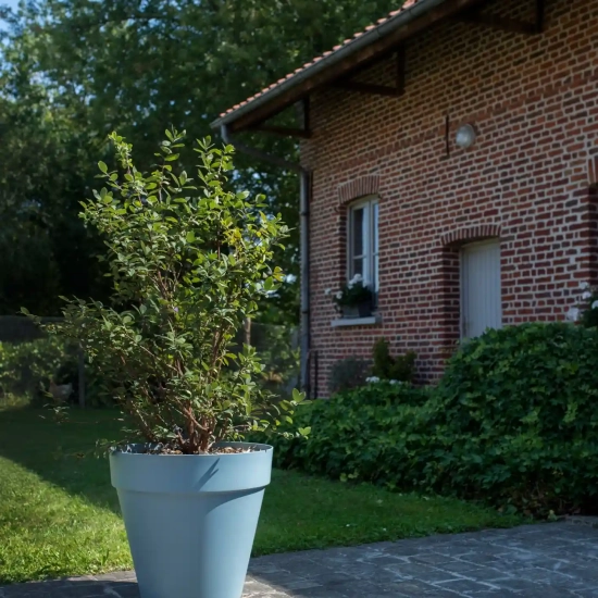 Chèvrefeuille bleu 'Fruity berry'