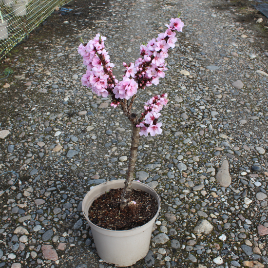 Pêcher nain 'Snow baby'