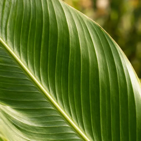 Canna 'Gnom' — gros plan sur une grande feuille nervurée · Photo d'illustration