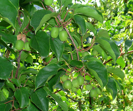 Kiwi 'Kiwai femelle'