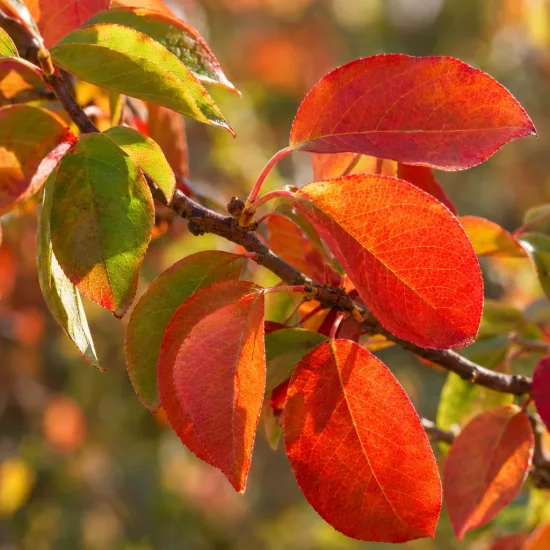 Amélanchier à grandes fleurs 'Princess diana' (Amelanchier × grandiflora) — branche avec feuilles rouges et vertes en gros plan · Photo d'illustration