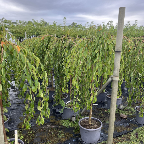 Cerisier à fleurs 'Pendula'