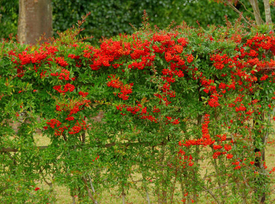 Buisson-ardent 'Rouge cadrou'