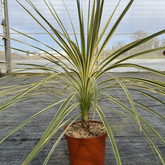 Cordyline 'Lime passion'