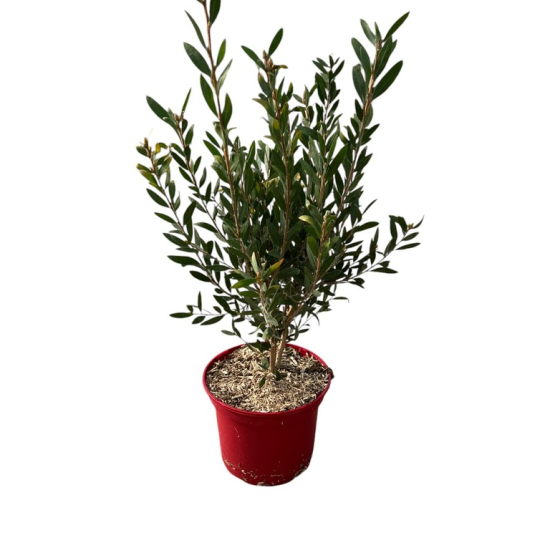 Rince-bouteille 'Inferno'