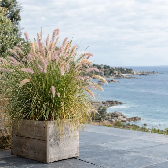 Herbe aux écouvillons (Pennisetum orientale) — touffe d’herbe ornementale en bac devant la mer · Photo d'illustration