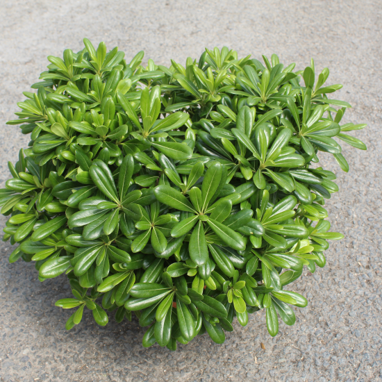 Pittosporum de chine 'Nana'