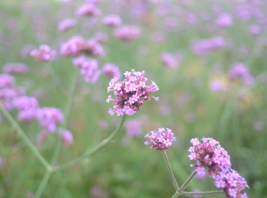 Verveine de Buenos-Aires