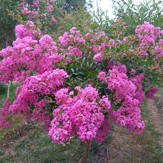 Lilas des indes 'Blanc et rose'