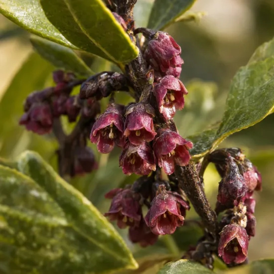 Pittospore 'Macrophyllum' (Pittosporum tenuifolium) — grappe de petites fleurs pourpres sur rameau · Photo d'illustration