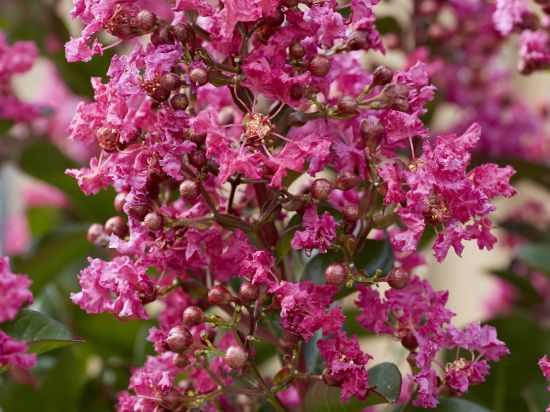 Lilas des indes 'Shell pink'
