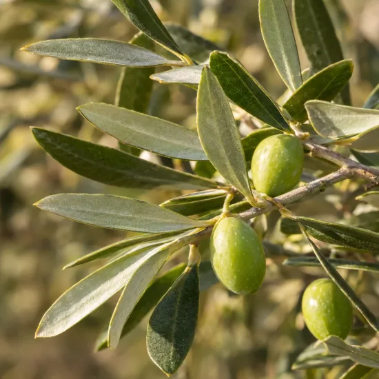 Olivier d'italie 'Ascolana terena' (Olea europaea) — branche avec feuilles étroites et olives vertes · Photo d'illustration