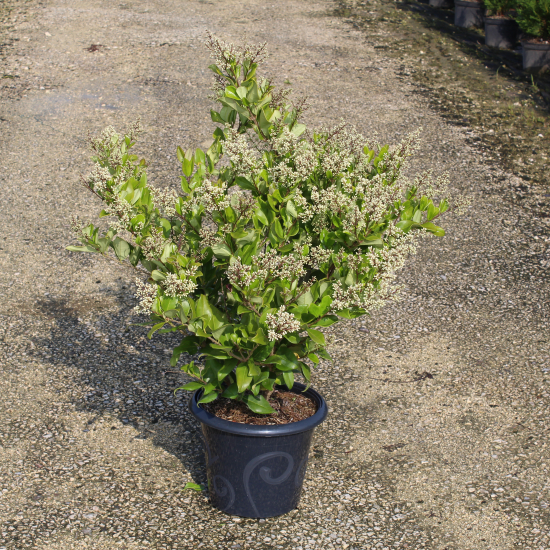 Troène du japon 'Texanum'