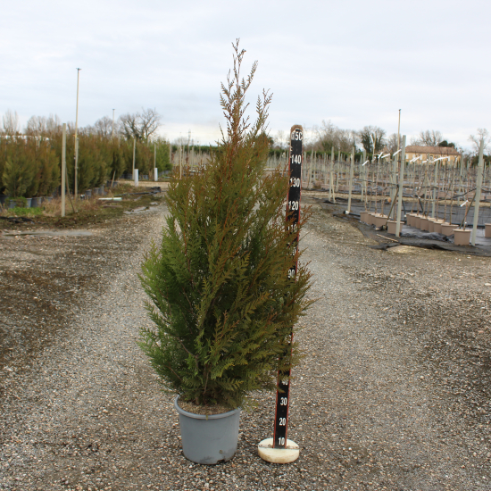 Thuya géant 'Atrovirens'