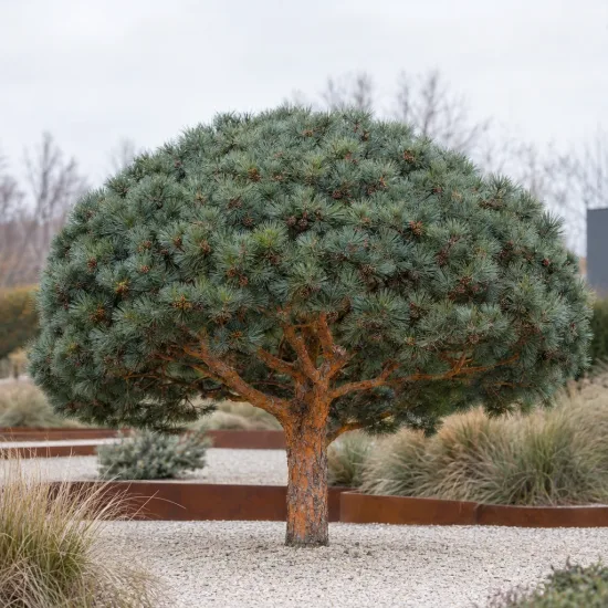 Pin sylvestre 'Watereri' (Pinus sylvestris) — petit conifère au port arrondi sur gravier · Photo d'illustration