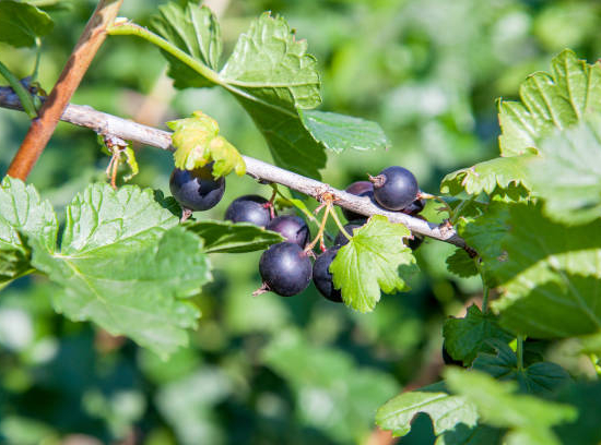 Cassissier 'Noir de bourgogne'