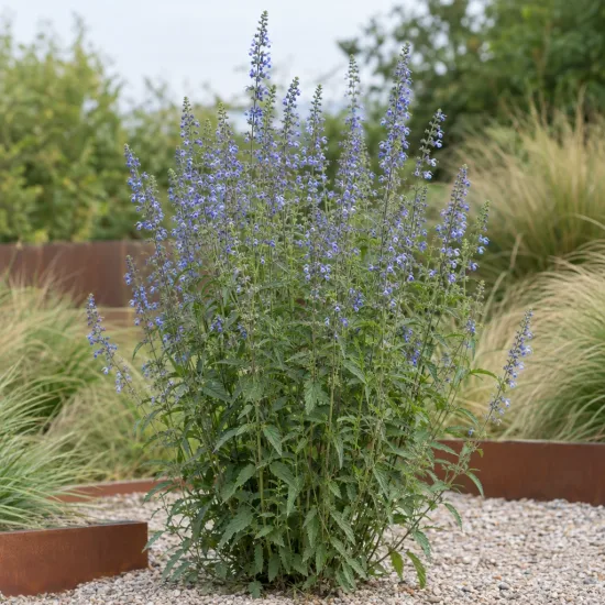 Sauge des marais (Salvia uliginosa) — grand massif de fleurs bleues dressées · Photo d'illustration