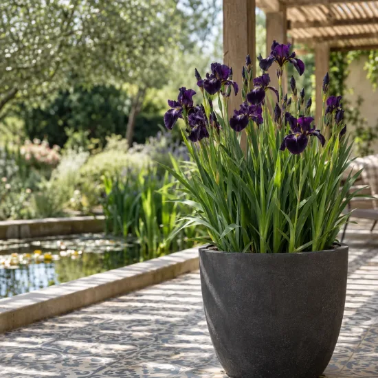 Iris nain 'Tropical night' (Iris sibirica) — touffe de fleurs violettes en pot sur terrasse · Photo d'illustration